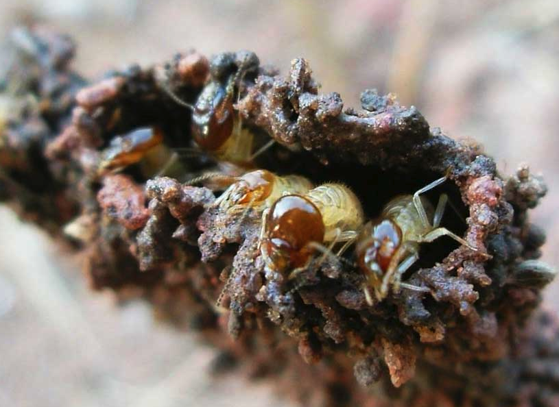 白蚁对黑心菊有哪些影响和危害?