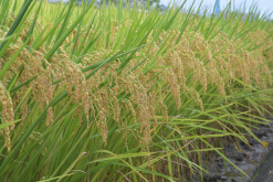 <strong>巴斯马蒂稻的种植方法和注意事项介绍？</strong>