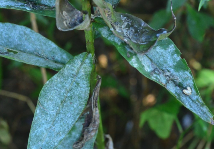 黑心菊常见的病虫害有哪些?