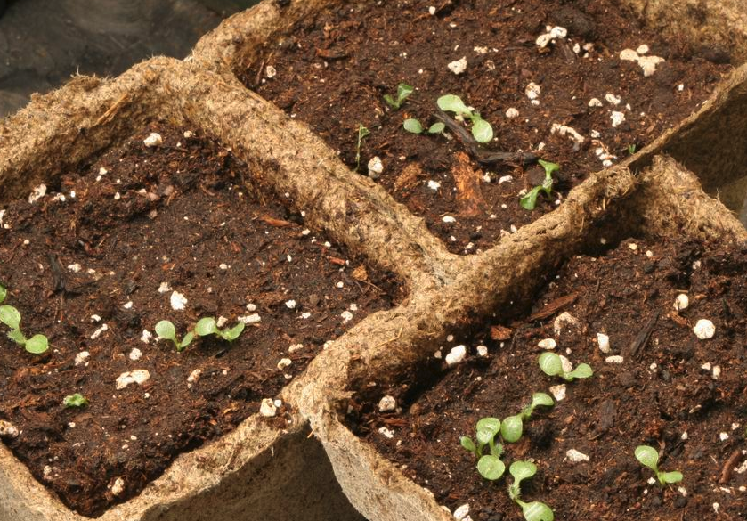 黑心菊怎么培育种子和进行催芽?