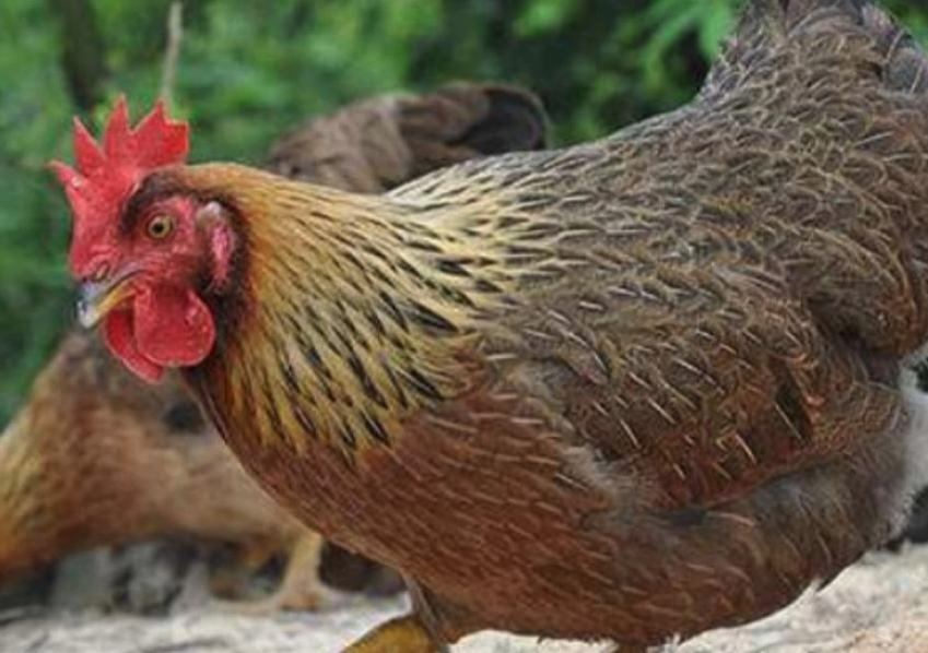 感染霉菌的花生饼做饲料对鸡有哪些影响?