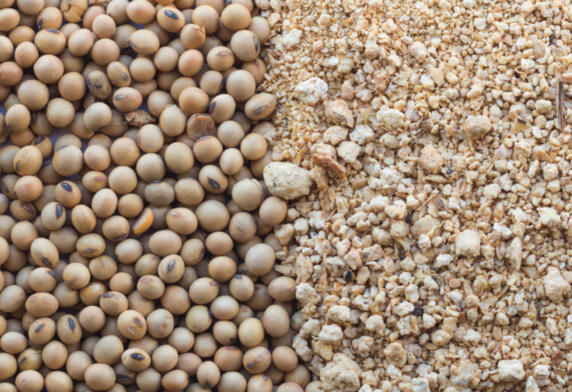 大豆粕作为植物蛋白质饲料有哪些优势?