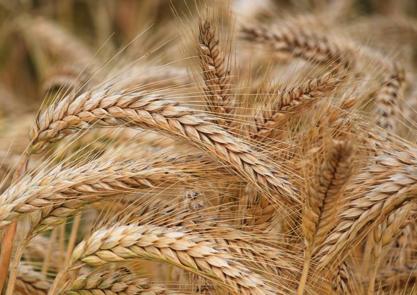 小麦游离脯氨酸增量与受伤害程度有什么关系?