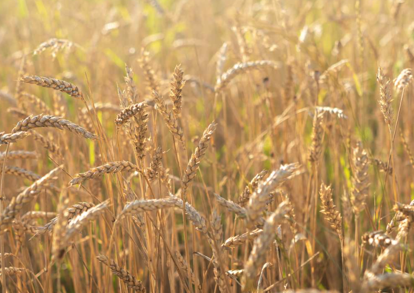 小麦游离脯氨酸增量与受伤害程度有什么关系?