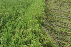 <strong>水稻经过氨气污染后有什么症状?</strong>