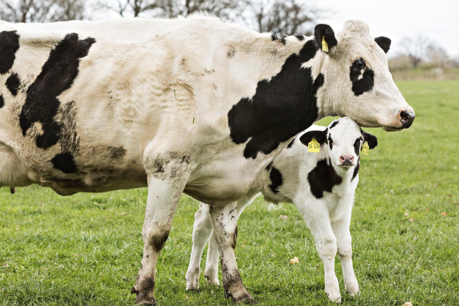 金霉素加入犊牛饲料有什么好处？