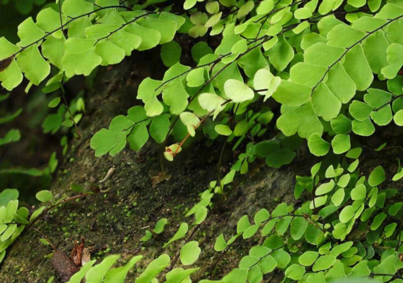 掌叶铁线蕨有哪些生态习性，对生长环境有什么要求?