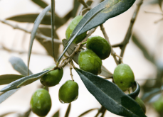 <strong>橄榄树可以在干旱地区种植吗，需要注意什么?</strong>