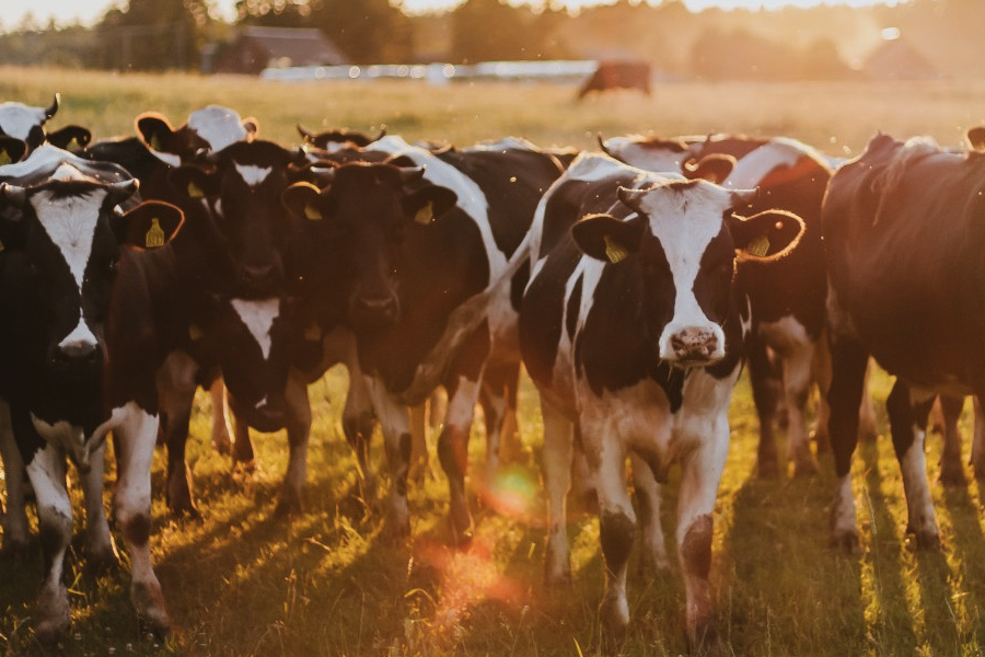牛饲料中的能量饲料主要包括哪些类？
