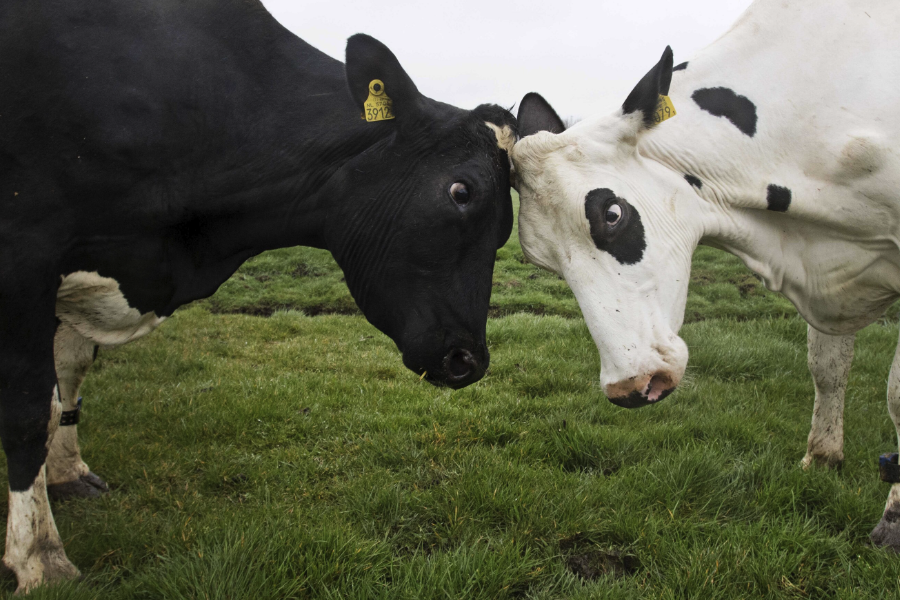 牛饲料中的矿物质饲料主要包括哪些？