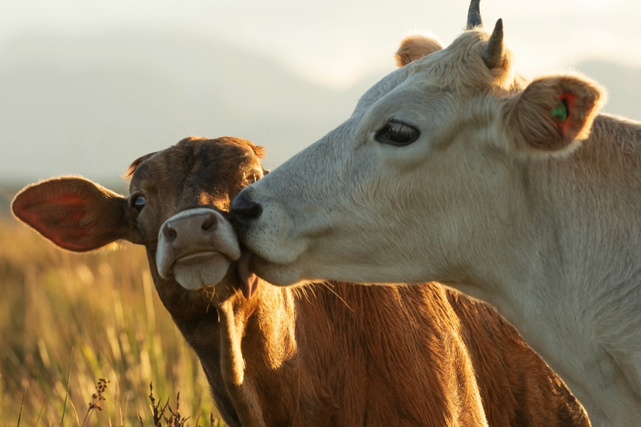 牛的动物性蛋白质饲料主要包括哪些？