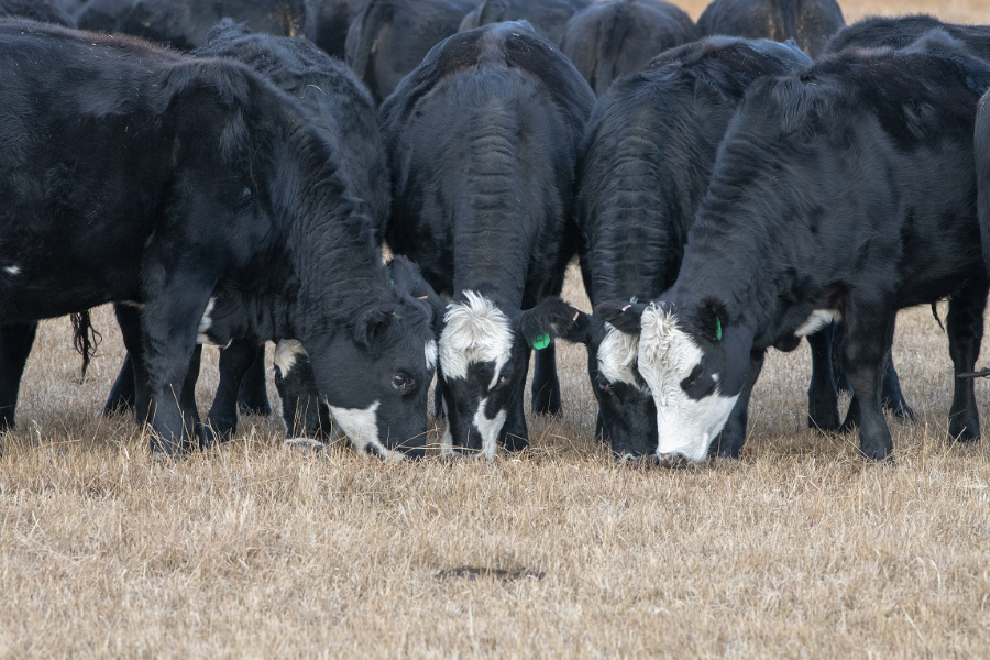 牛的动物性蛋白质饲料主要包括哪些？
