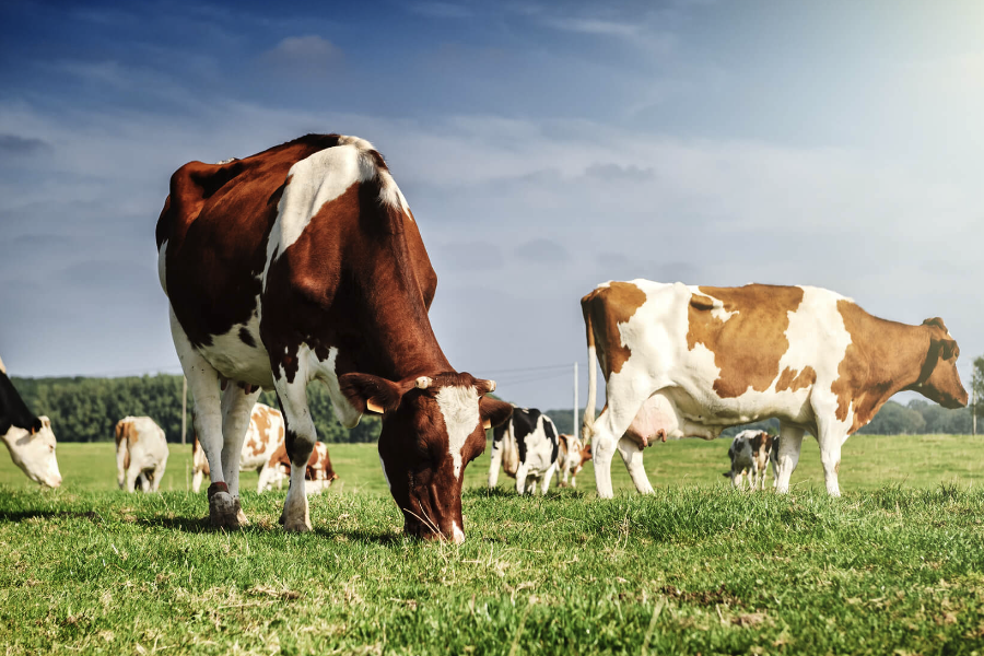 牛的青绿饲料和粗饲料有哪些区别？