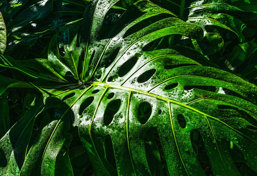 植物原生质体电融合技术是什么样的?