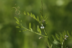 <strong>野豌豆的种植方法和准备条件?</strong>