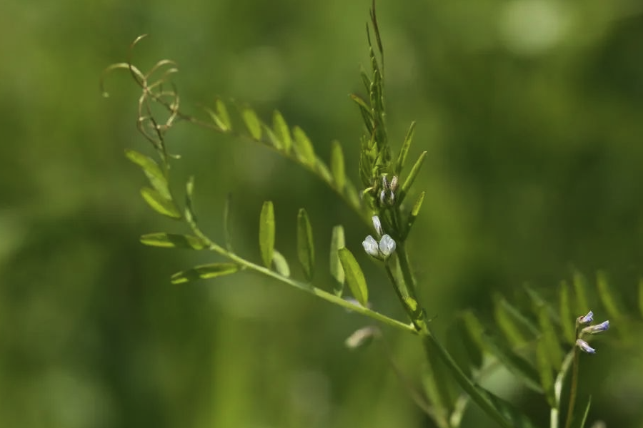 野豌豆的种植方法和准备条件?