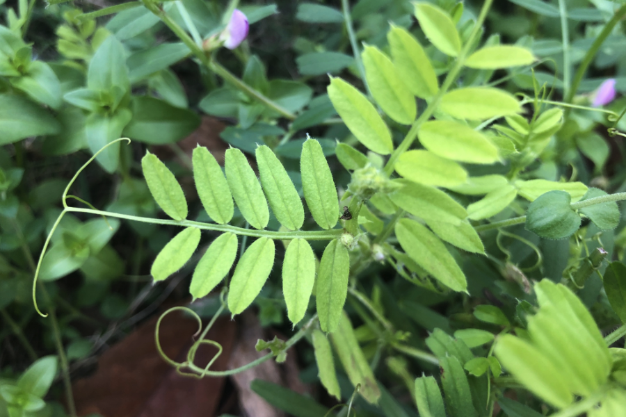 野豌豆怎么通过曼生茎繁殖?