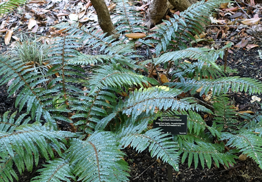 朝鲜蛾眉蕨是什么植物，有哪些形态特点?