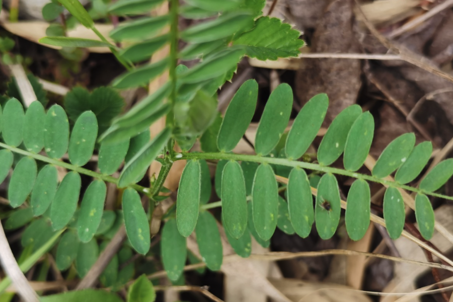 野豌豆是什么植物，有哪些形态特点?