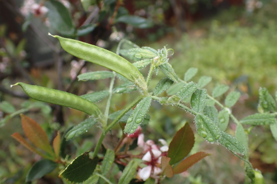 野豌豆是什么植物，有哪些形态特点?