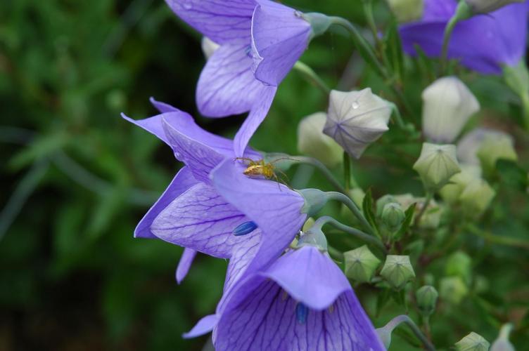 桔梗花开花季节