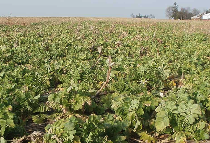 植物基因工程转座子标记法是什么?