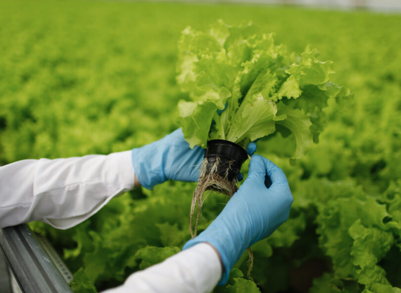 植物基因工程的定位克隆是什么样的?