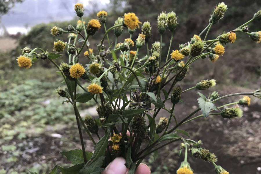 欧洲鬼针草的常见病虫害有哪些？