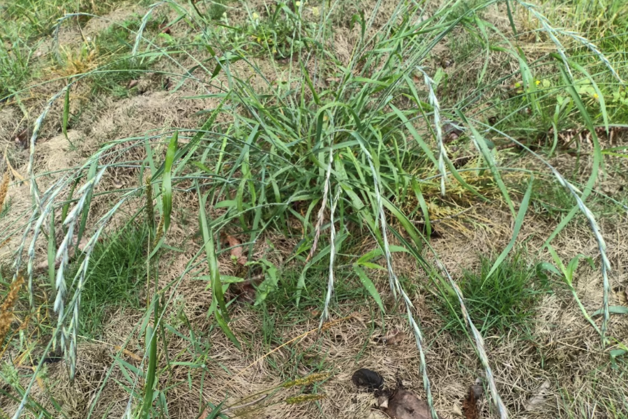 披碱草的种植方法和准备条件？