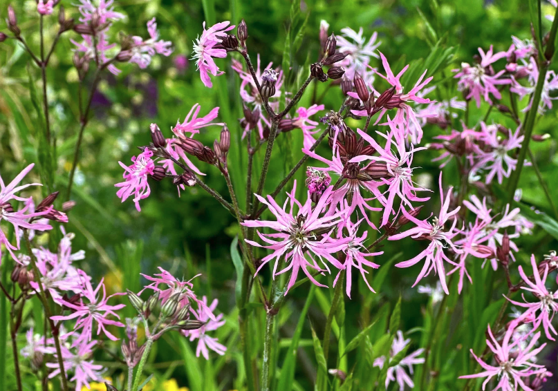 怎么去除剪秋罗（Ragged robin）的螨虫？