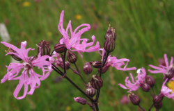 <strong>怎么去除剪秋罗（Ragged robin）的螨虫？</strong>