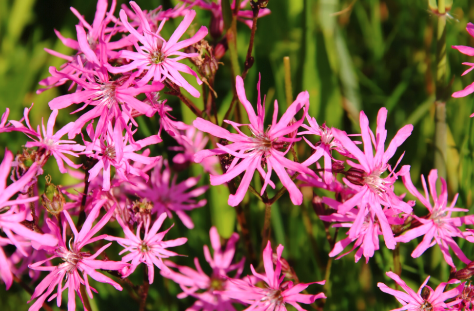 剪秋罗（Ragged robin）用哪些方式可以消灭蚜虫？