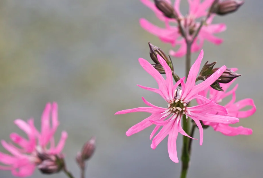 剪秋罗（Ragged robin）用哪些方式可以消灭蚜虫？