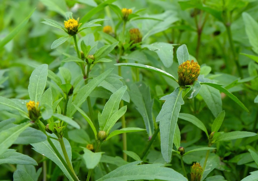 狼杷草有哪些生态价值和用途?