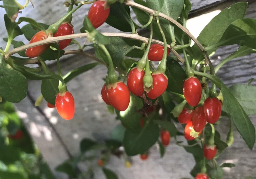 狼杷草怎么通过种子防治?