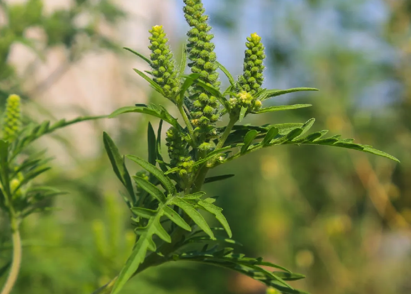 豚草怎么通过根茎繁殖?