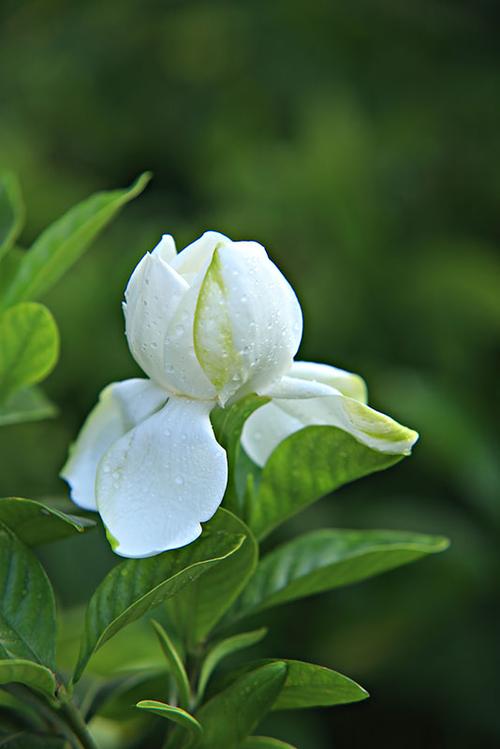 栀子花掉花苞？这样补救，花朵满盆不是梦！