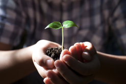 植物细胞内冠瘿碱的检测用什么方法？