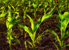 <strong>氮氧化物对玉米的生长有哪些影响?</strong>