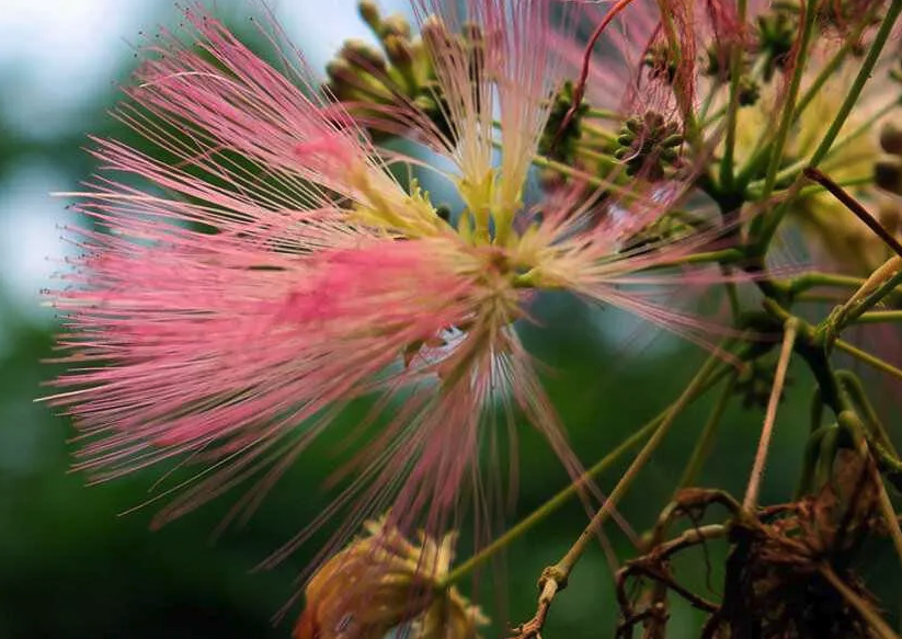 绢雀麦的种植方法介绍?