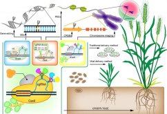 <strong>植物基因转化受体系统怎么建立？</strong>