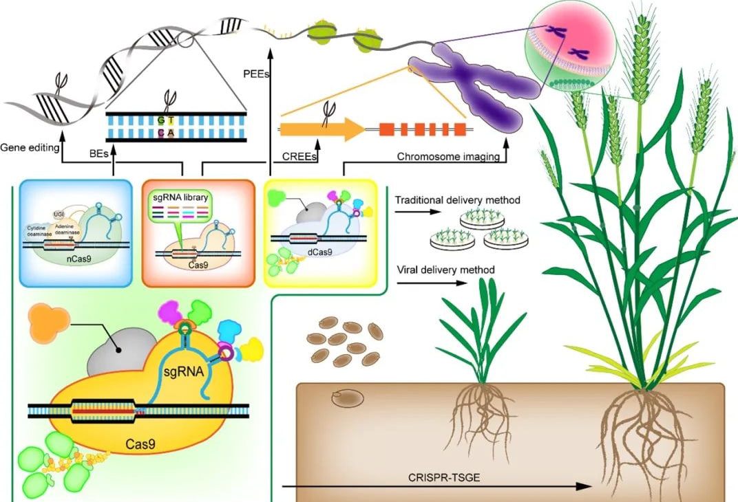 植物基因转化受体系统怎么建立？