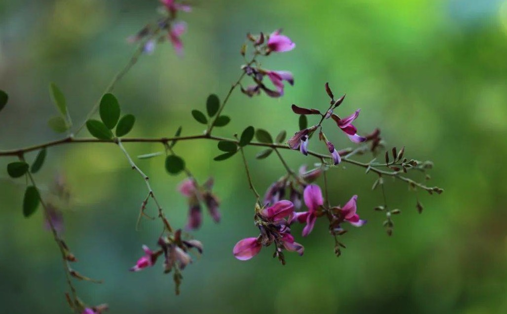 胡枝子是什么植物，有哪些形态特点？