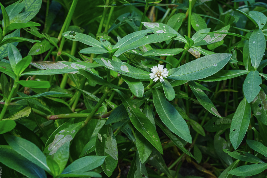 反枝苋的种植方法介绍?