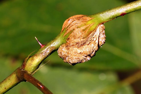 豌豆通过根癌农杆菌遗传转化有什么好处？