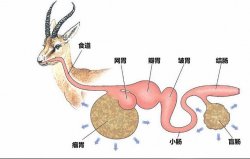 <strong>鹿的瘤胃微生物消化是怎么样的过程？</strong>
