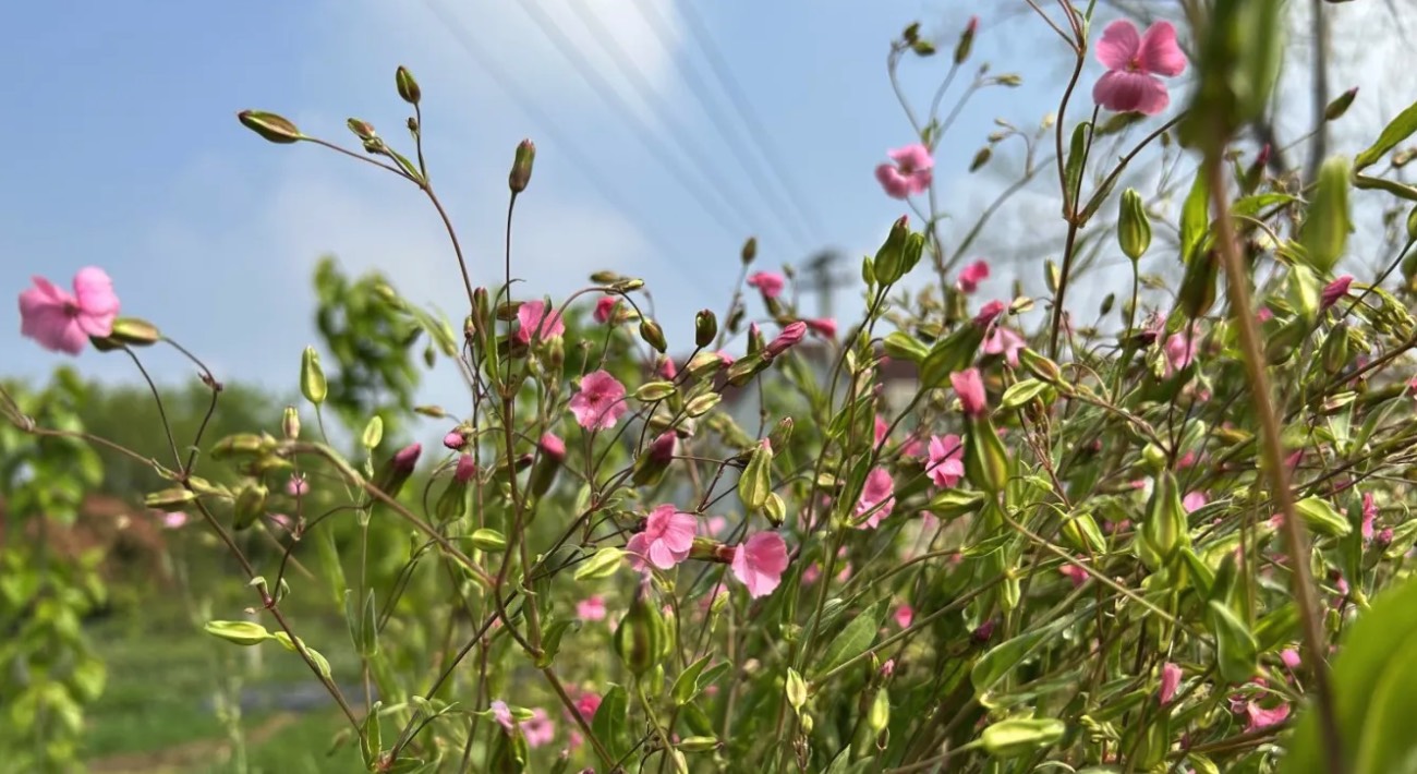 蓝灰石竹有哪些生态习性，花期在什么时候 ？