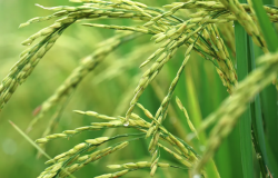 <strong>水稻通过作物分子育种有哪些好处？</strong>
