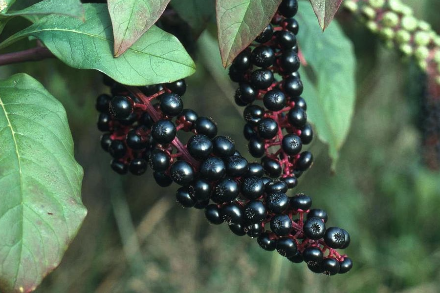 商陆怎么培育种子和进行催芽?