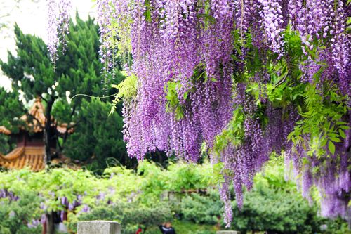 紫藤养护与开花技巧：打造浪漫花海